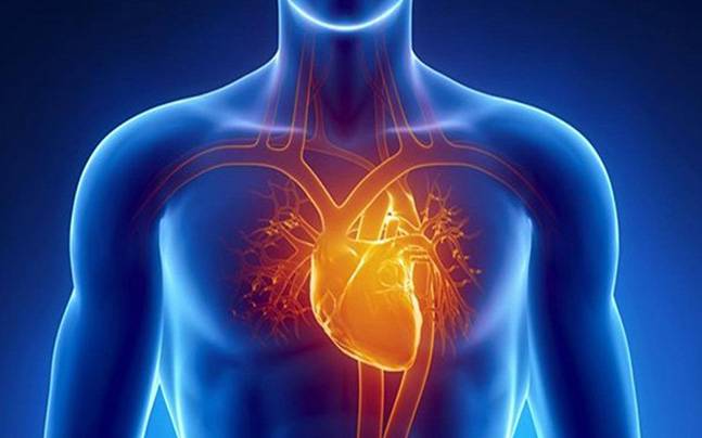 Cardiovascular Wellness Cardiac Image - Health Culture